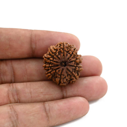 10 Mukhi Rudraksha (Nepal) 25.73 M.M.