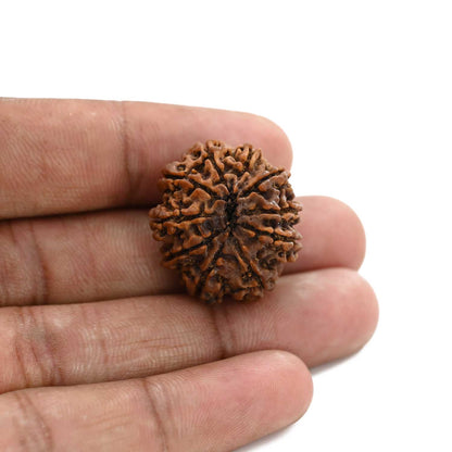 10 Mukhi Rudraksha (Nepal) 25.73 M.M.