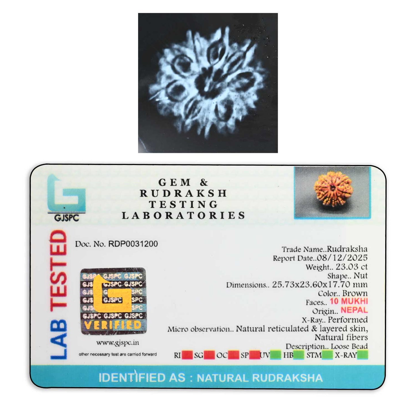 10 Mukhi Rudraksha (Nepal) 25.73 M.M.