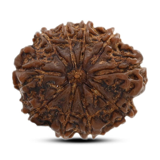 10 Mukhi Rudraksha (Nepal) 25.75 M.M.