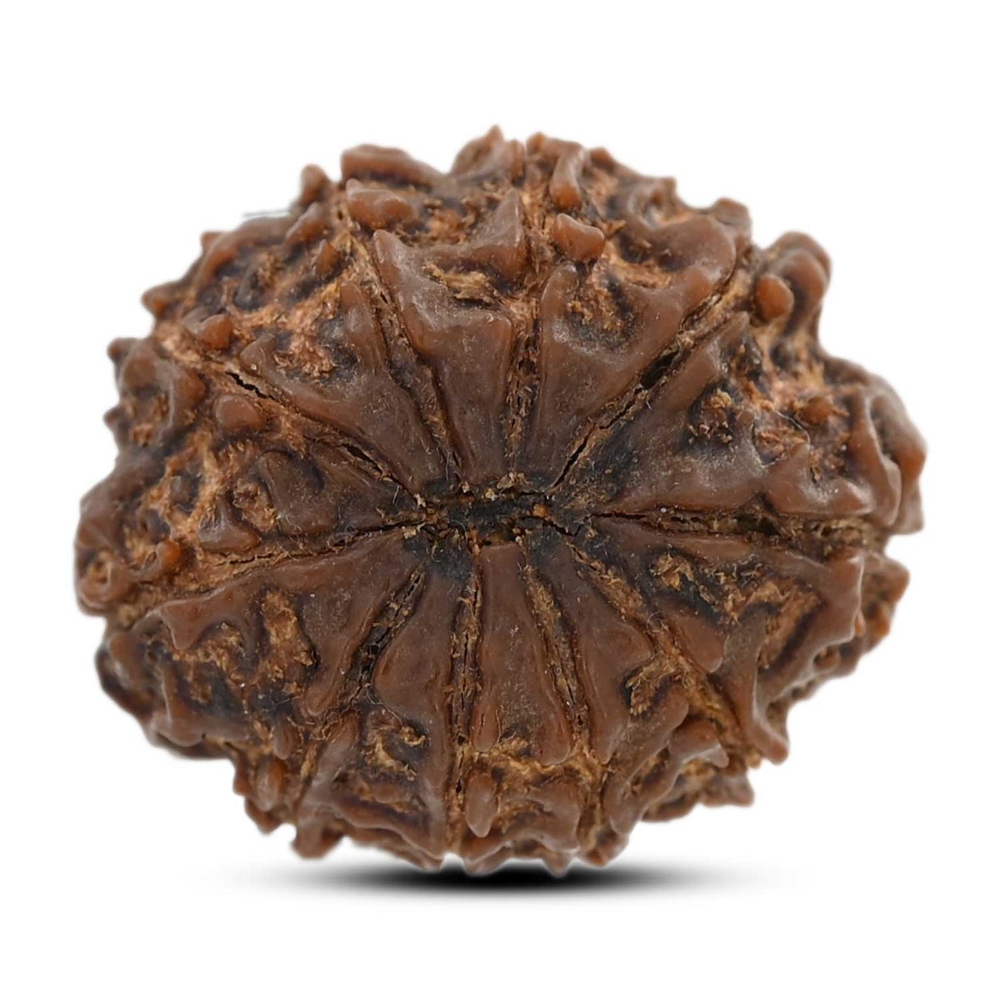 10 Mukhi Rudraksha (Nepal) 25.75 M.M.