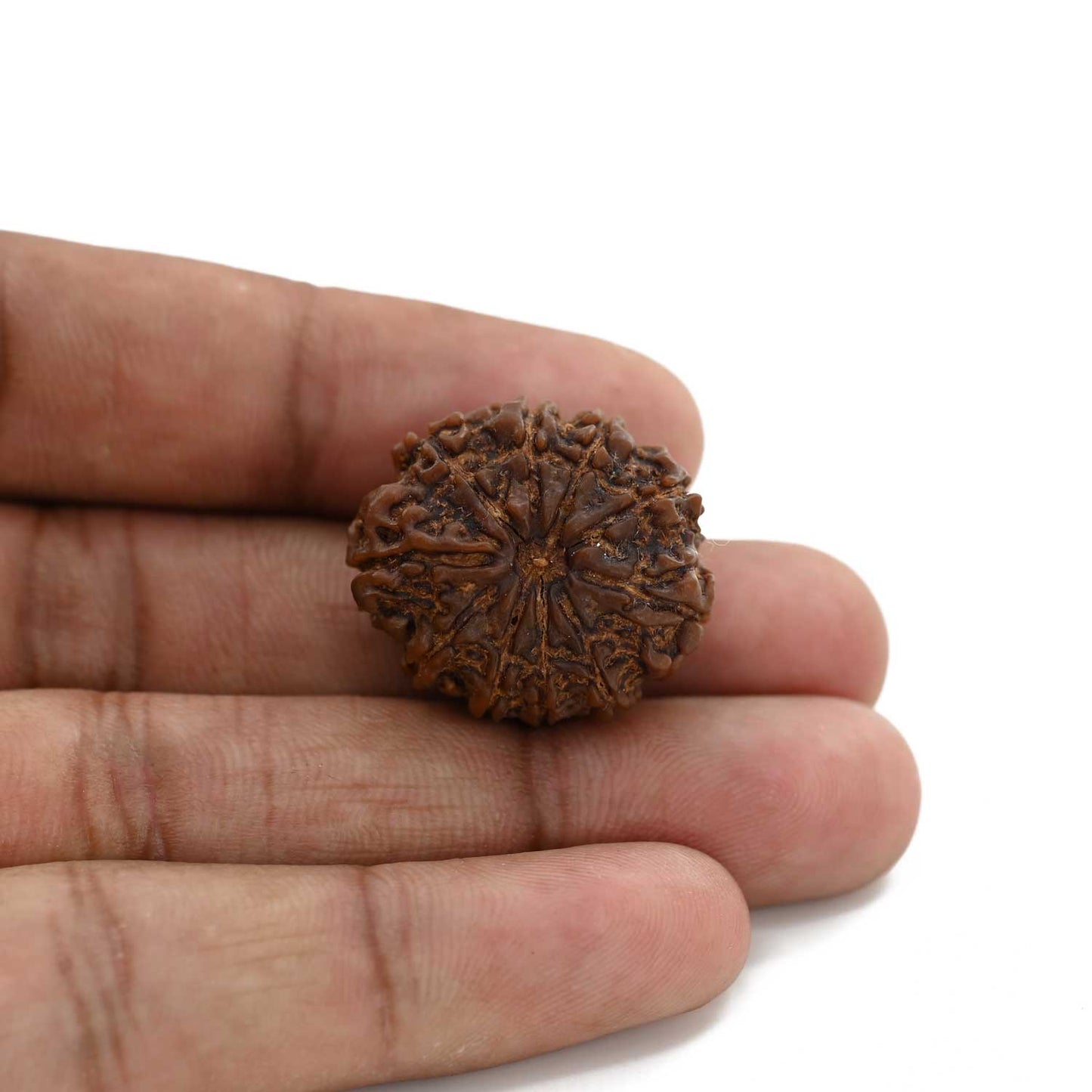10 Mukhi Rudraksha (Nepal) 25.75 M.M.
