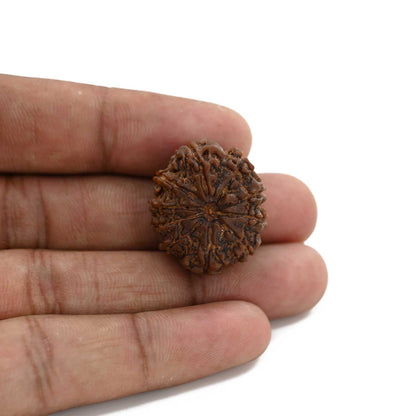10 Mukhi Rudraksha (Nepal) 25.75 M.M.