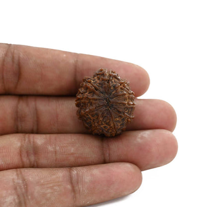 10 Mukhi Rudraksha (Nepal) 25.75 M.M.