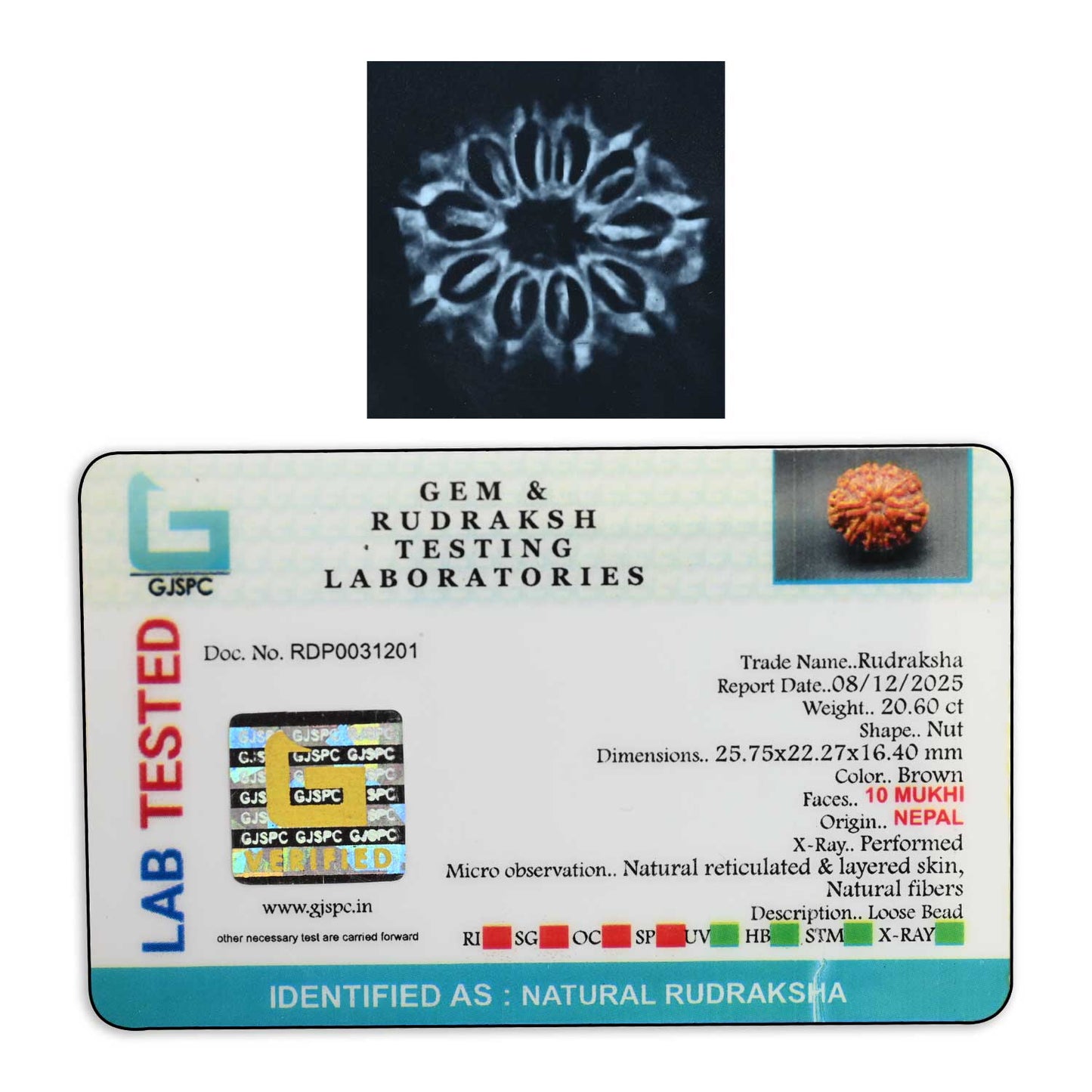 10 Mukhi Rudraksha (Nepal) 25.75 M.M.