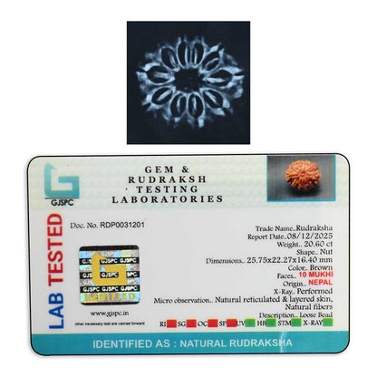 10 Mukhi Rudraksha (Nepal) 25.75 M.M.