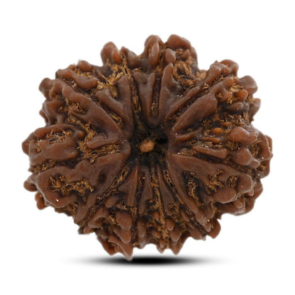 10 Mukhi Rudraksha (Nepal) 25.72 M.M.