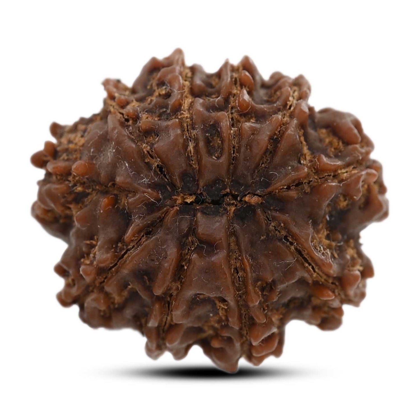 10 Mukhi Rudraksha (Nepal) 25.72 M.M.