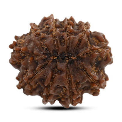 10 Mukhi Rudraksha (Nepal) 25.72 M.M.