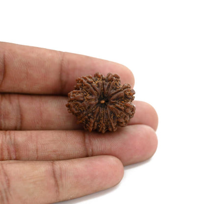 10 Mukhi Rudraksha (Nepal) 25.72 M.M.