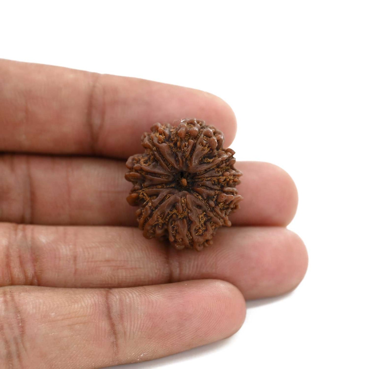 10 Mukhi Rudraksha (Nepal) 25.72 M.M.