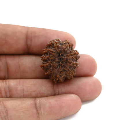 10 Mukhi Rudraksha (Nepal) 25.72 M.M.