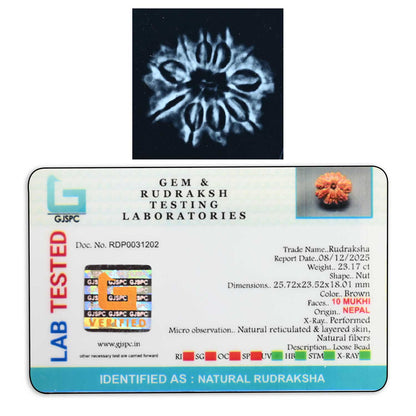10 Mukhi Rudraksha (Nepal) 25.72 M.M.