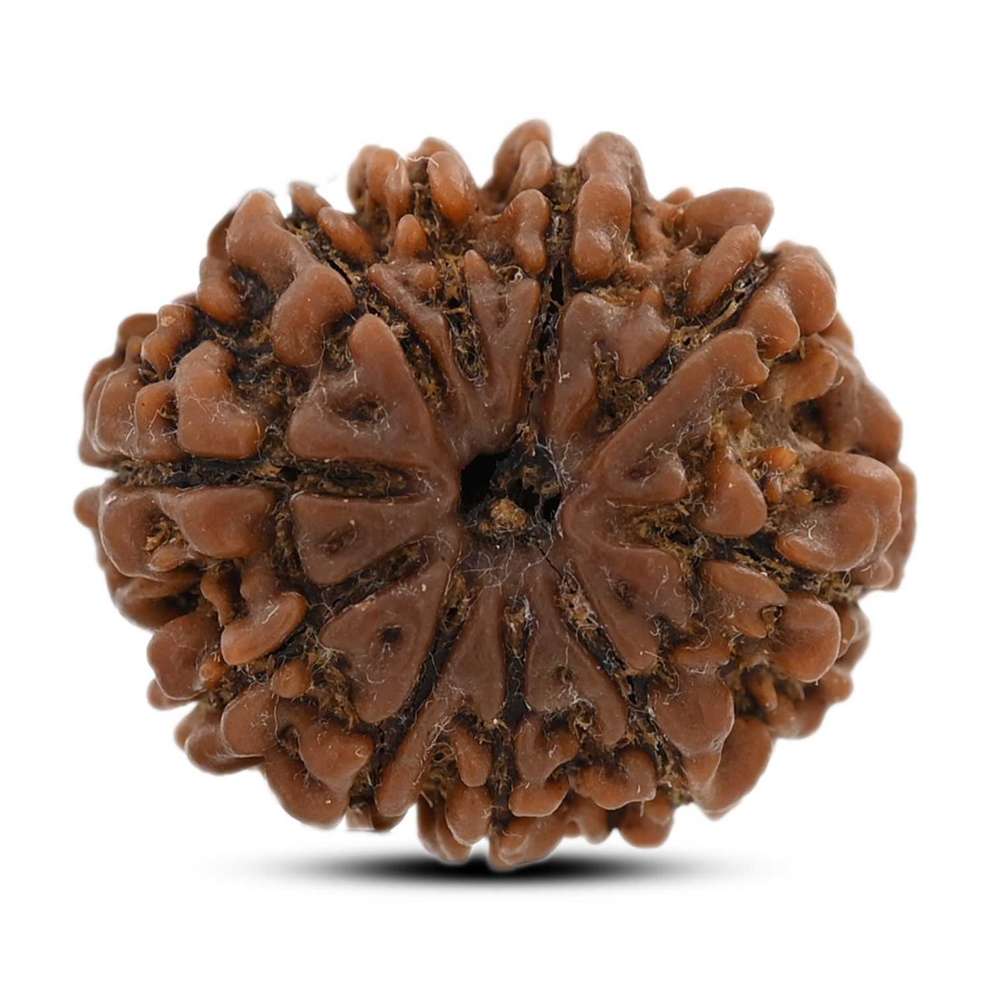 10 Mukhi Rudraksha (Nepal) 23.7 M.M.
