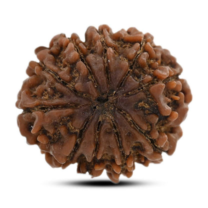 10 Mukhi Rudraksha (Nepal) 23.7 M.M.