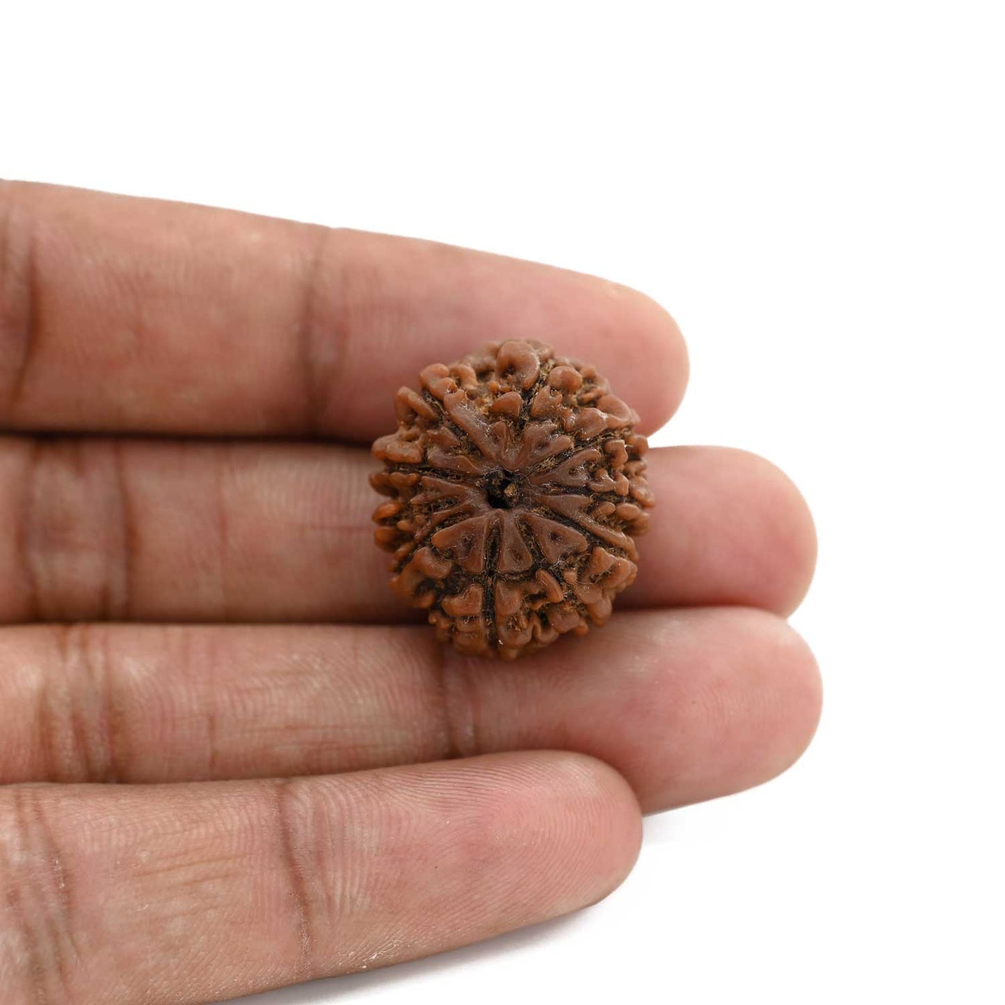 10 Mukhi Rudraksha (Nepal) 23.7 M.M.