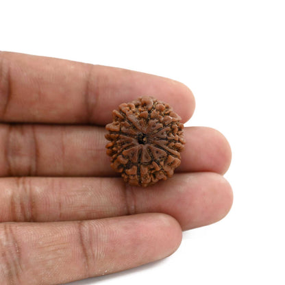10 Mukhi Rudraksha (Nepal) 23.7 M.M.