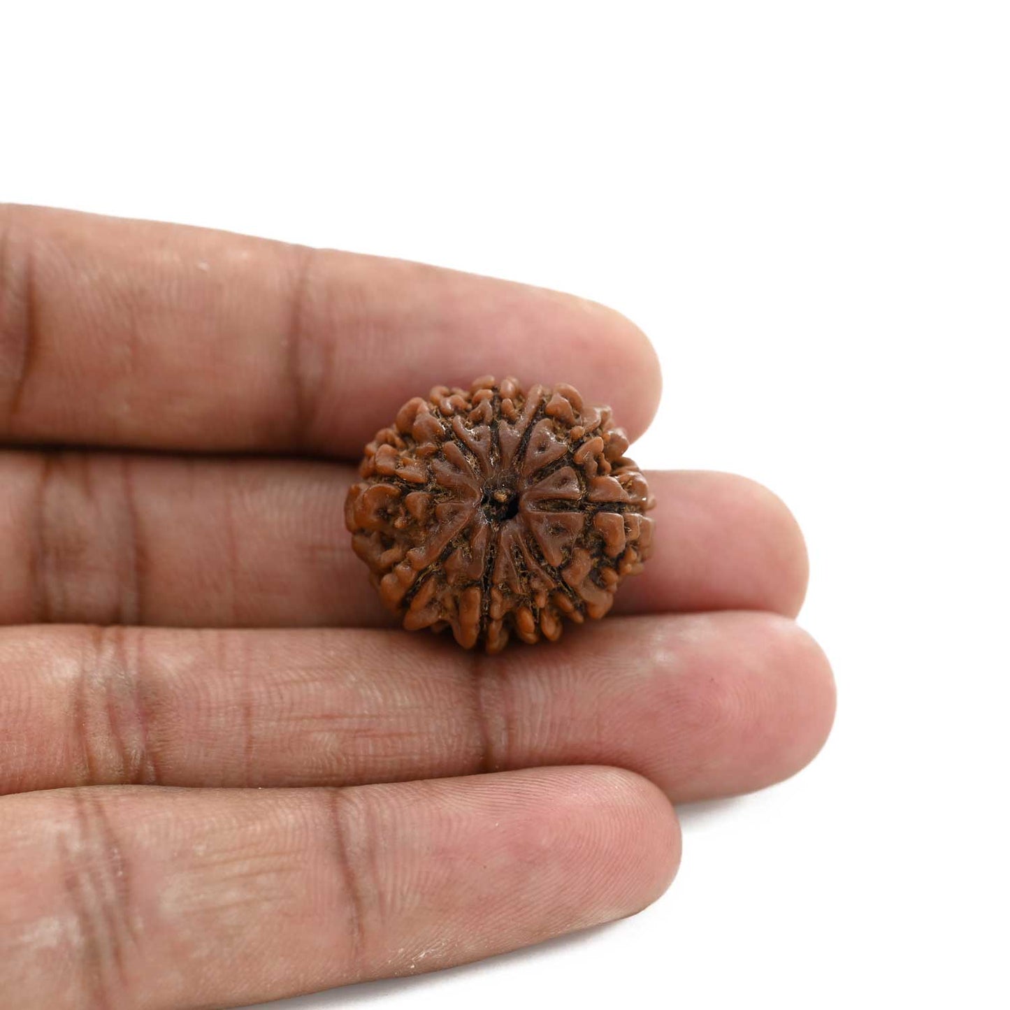 10 Mukhi Rudraksha (Nepal) 23.7 M.M.