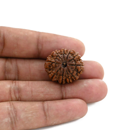 10 Mukhi Rudraksha (Nepal) 23.7 M.M.