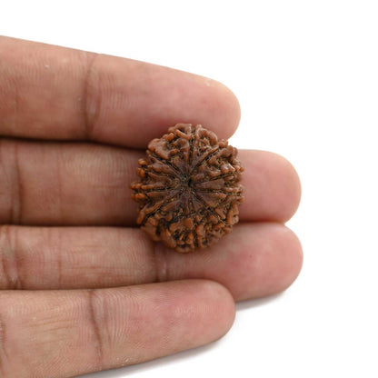 10 Mukhi Rudraksha (Nepal) 23.7 M.M.