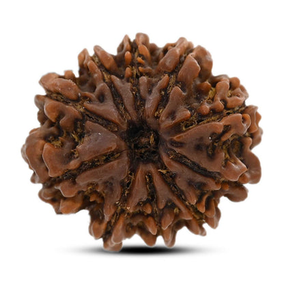 10 Mukhi Rudraksha (Nepal) 26.7 M.M.