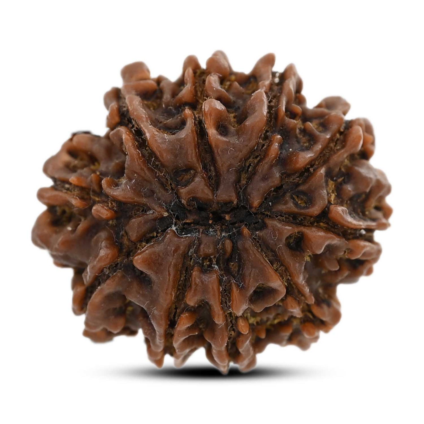 10 Mukhi Rudraksha (Nepal) 26.7 M.M.