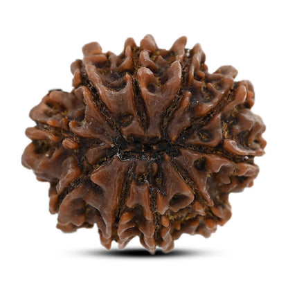 10 Mukhi Rudraksha (Nepal) 26.7 M.M.