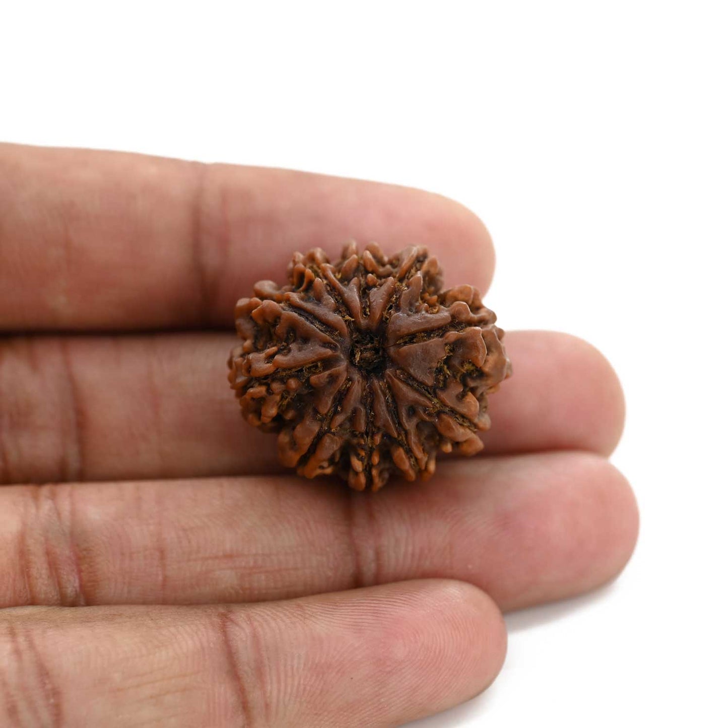 10 Mukhi Rudraksha (Nepal) 26.7 M.M.