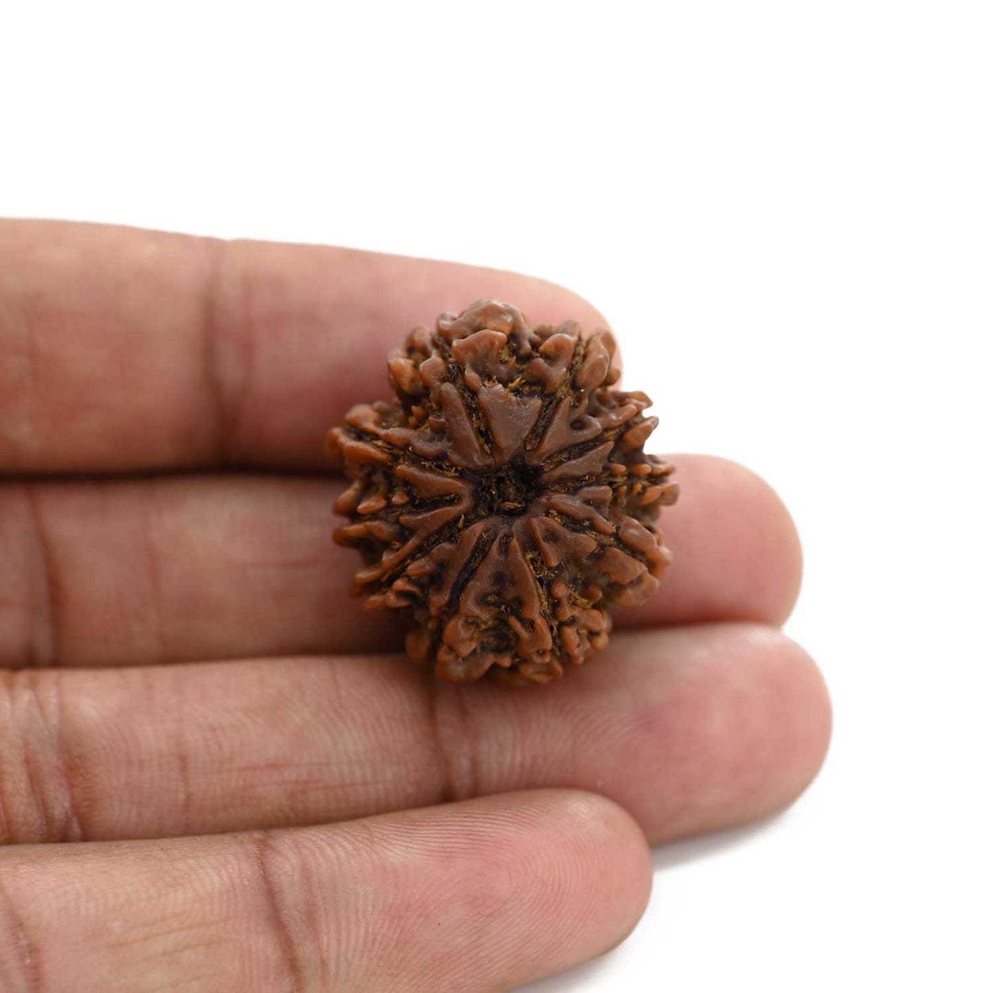 10 Mukhi Rudraksha (Nepal) 26.7 M.M.