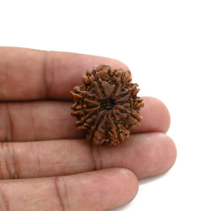 10 Mukhi Rudraksha (Nepal) 26.7 M.M.