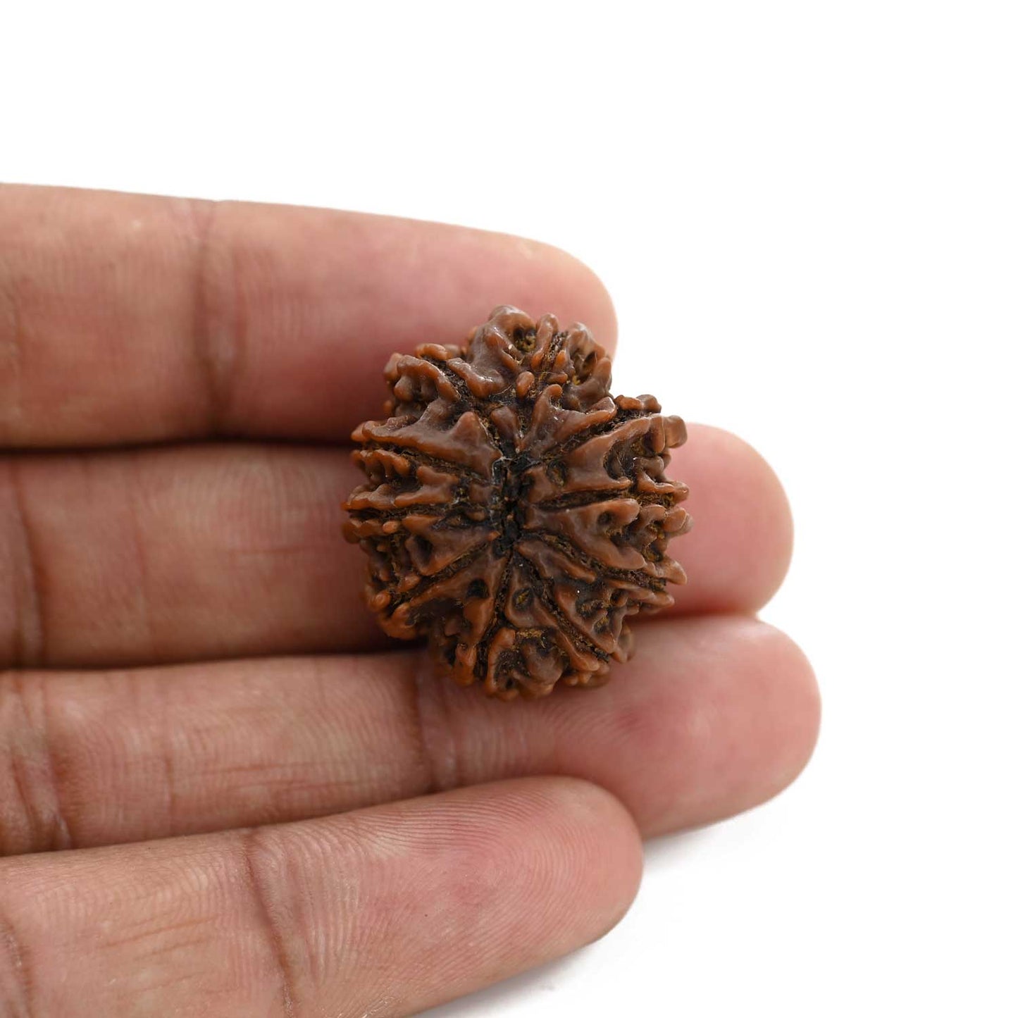 10 Mukhi Rudraksha (Nepal) 26.7 M.M.