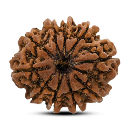 10 Mukhi Rudraksha (Nepal) 26.64 M.M.