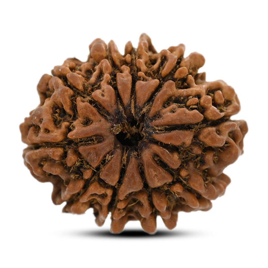 10 Mukhi Rudraksha (Nepal) 26.64 M.M.
