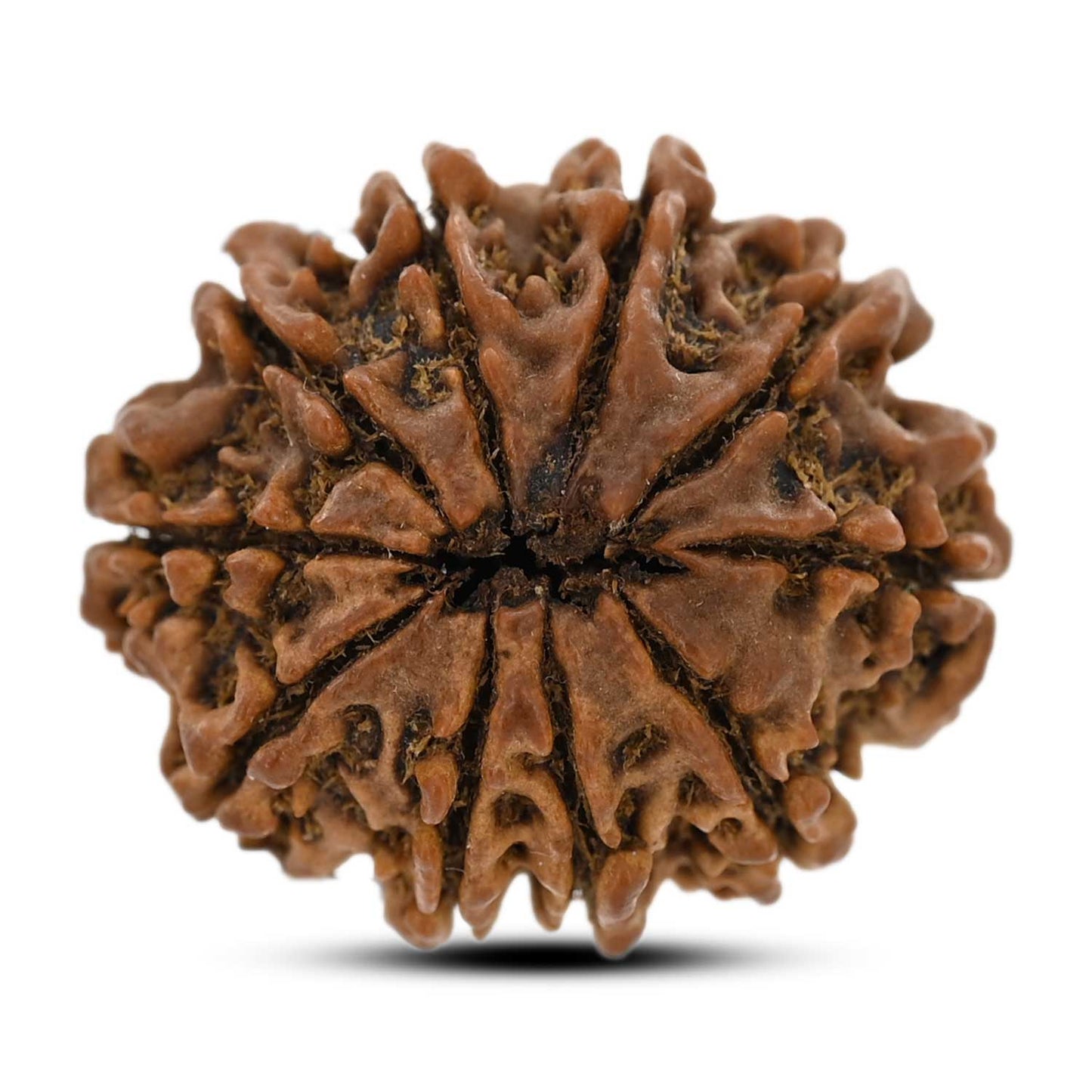 10 Mukhi Rudraksha (Nepal) 26.64 M.M.