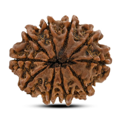 10 Mukhi Rudraksha (Nepal) 26.64 M.M.