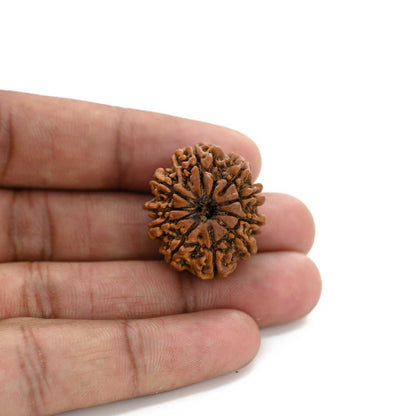 10 Mukhi Rudraksha (Nepal) 26.64 M.M.