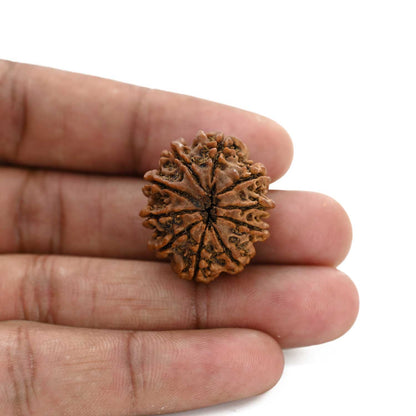 10 Mukhi Rudraksha (Nepal) 26.64 M.M.