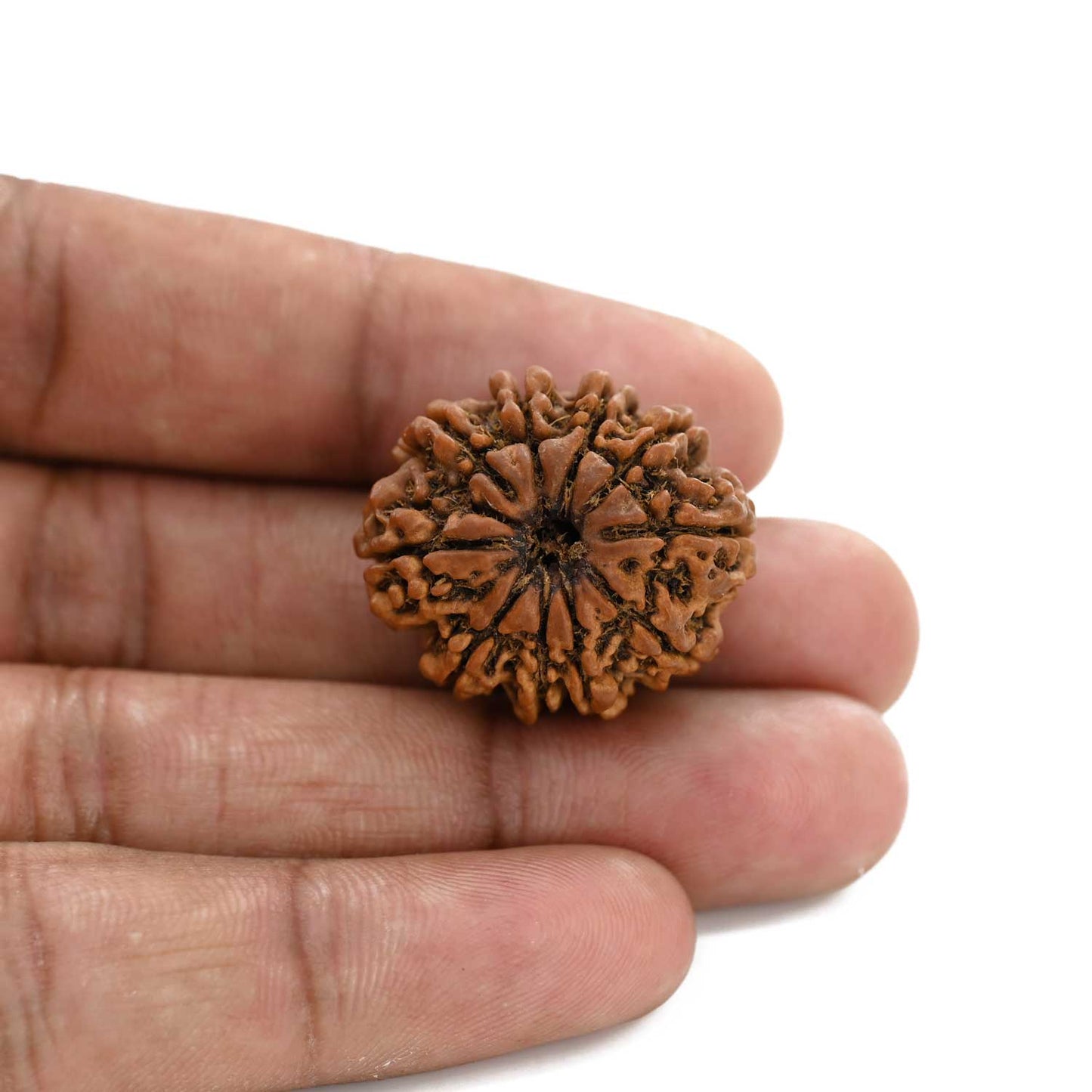 10 Mukhi Rudraksha (Nepal) 26.64 M.M.