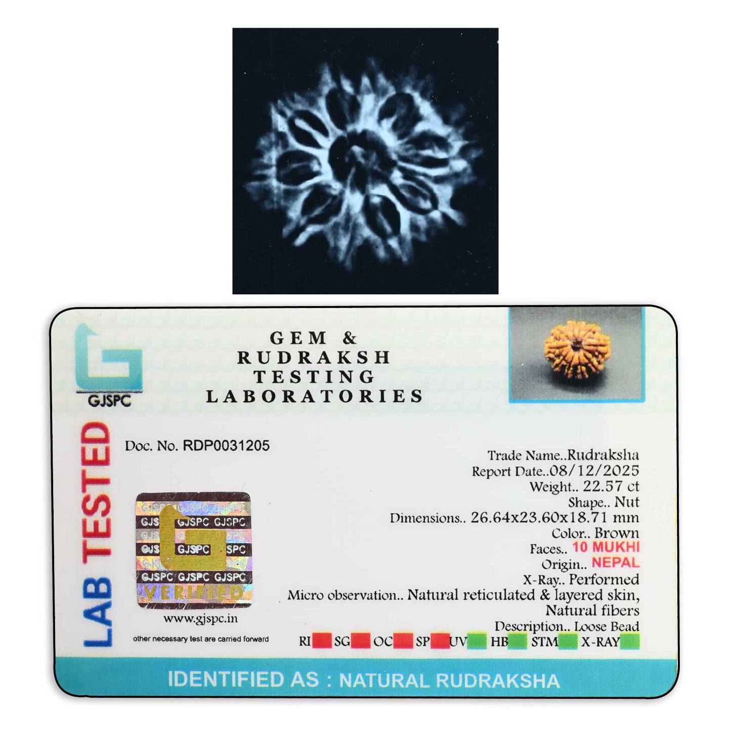 10 Mukhi Rudraksha (Nepal) 26.64 M.M.