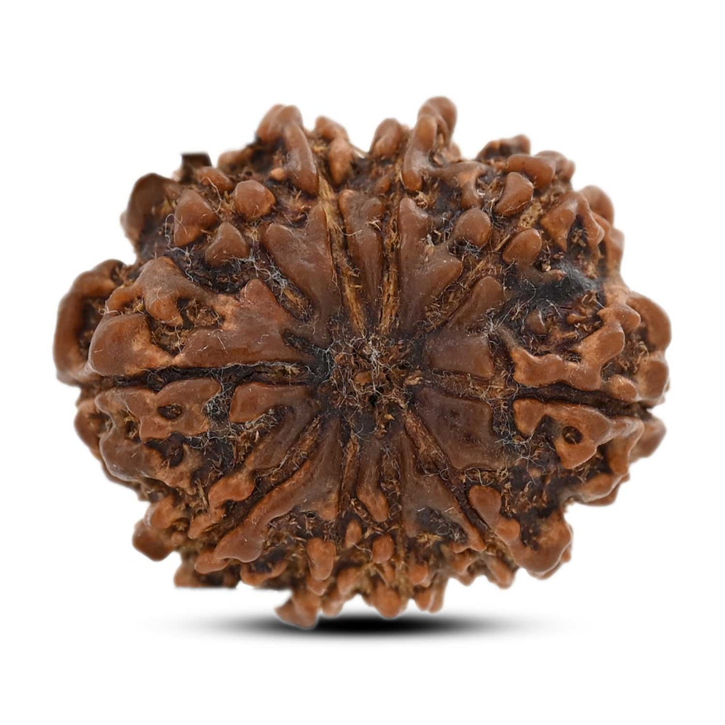 10 Mukhi Rudraksha (Nepal) 26.34 M.M.