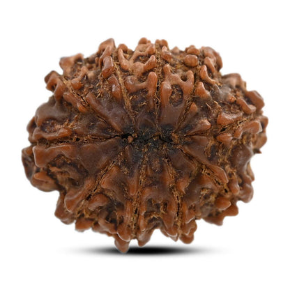 10 Mukhi Rudraksha (Nepal) 26.34 M.M.