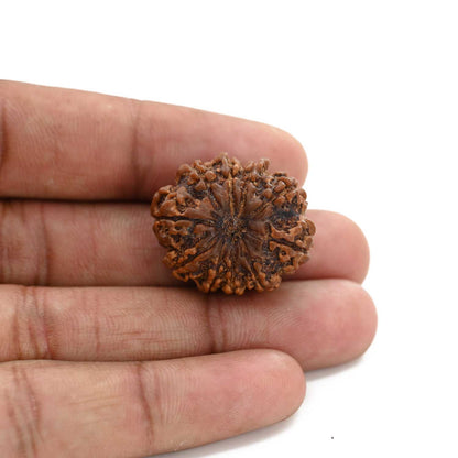 10 Mukhi Rudraksha (Nepal) 26.34 M.M.