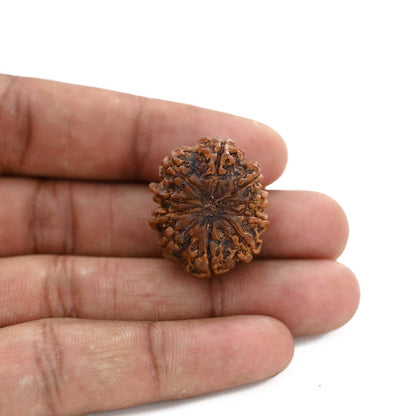 10 Mukhi Rudraksha (Nepal) 26.34 M.M.