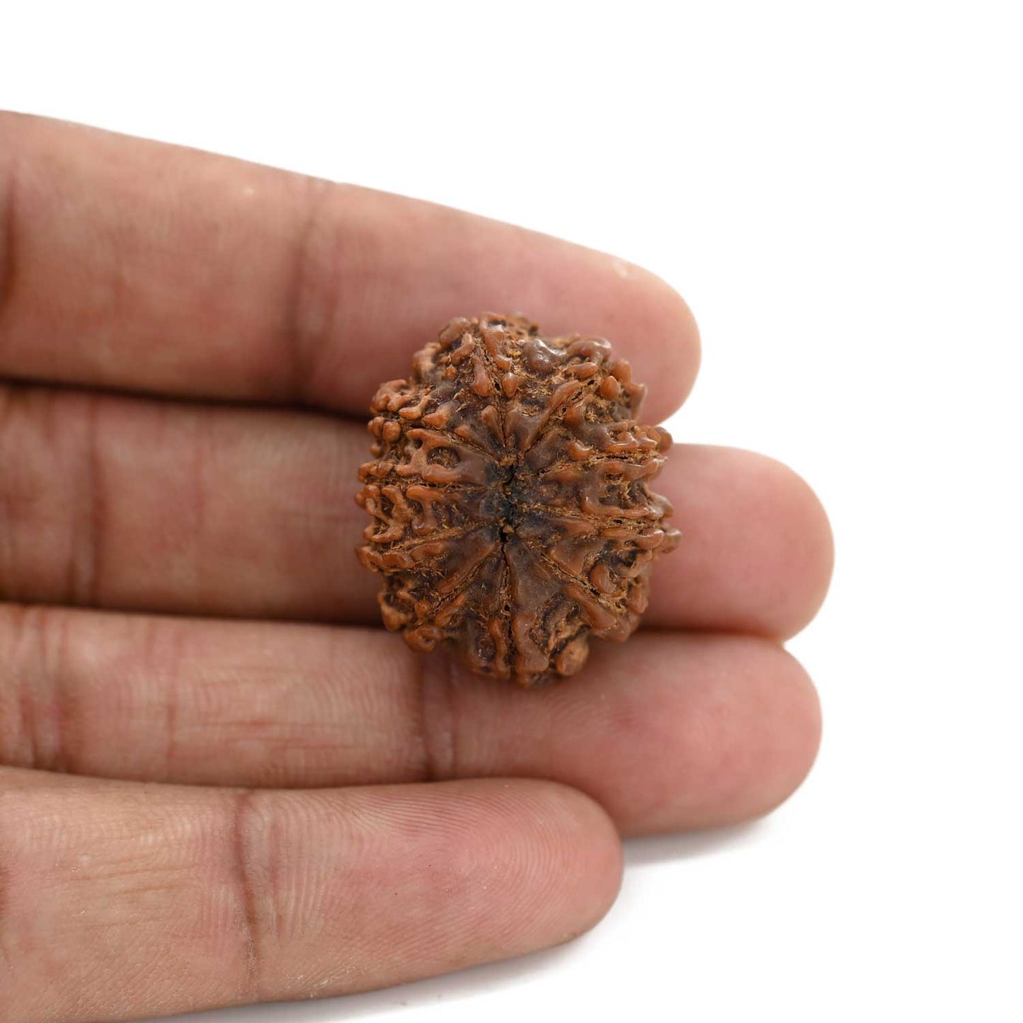 10 Mukhi Rudraksha (Nepal) 26.34 M.M.