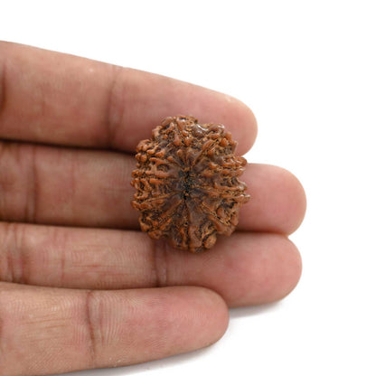 10 Mukhi Rudraksha (Nepal) 26.34 M.M.