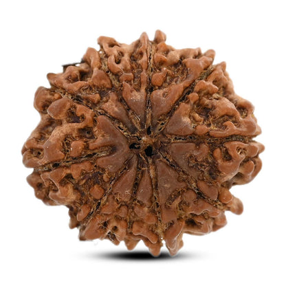 10 Mukhi Rudraksha (Nepal) 24.61 M.M.