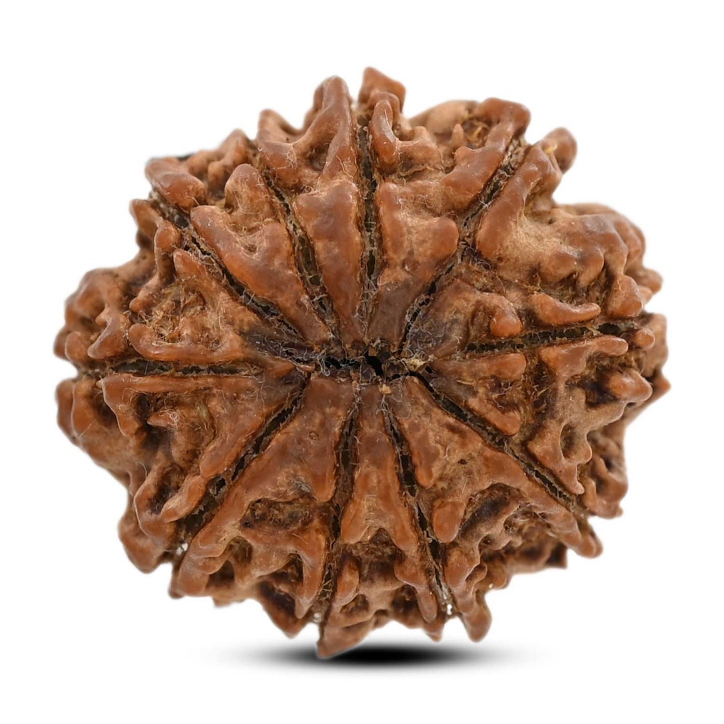 10 Mukhi Rudraksha (Nepal) 24.61 M.M.
