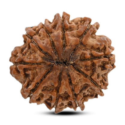10 Mukhi Rudraksha (Nepal) 24.61 M.M.