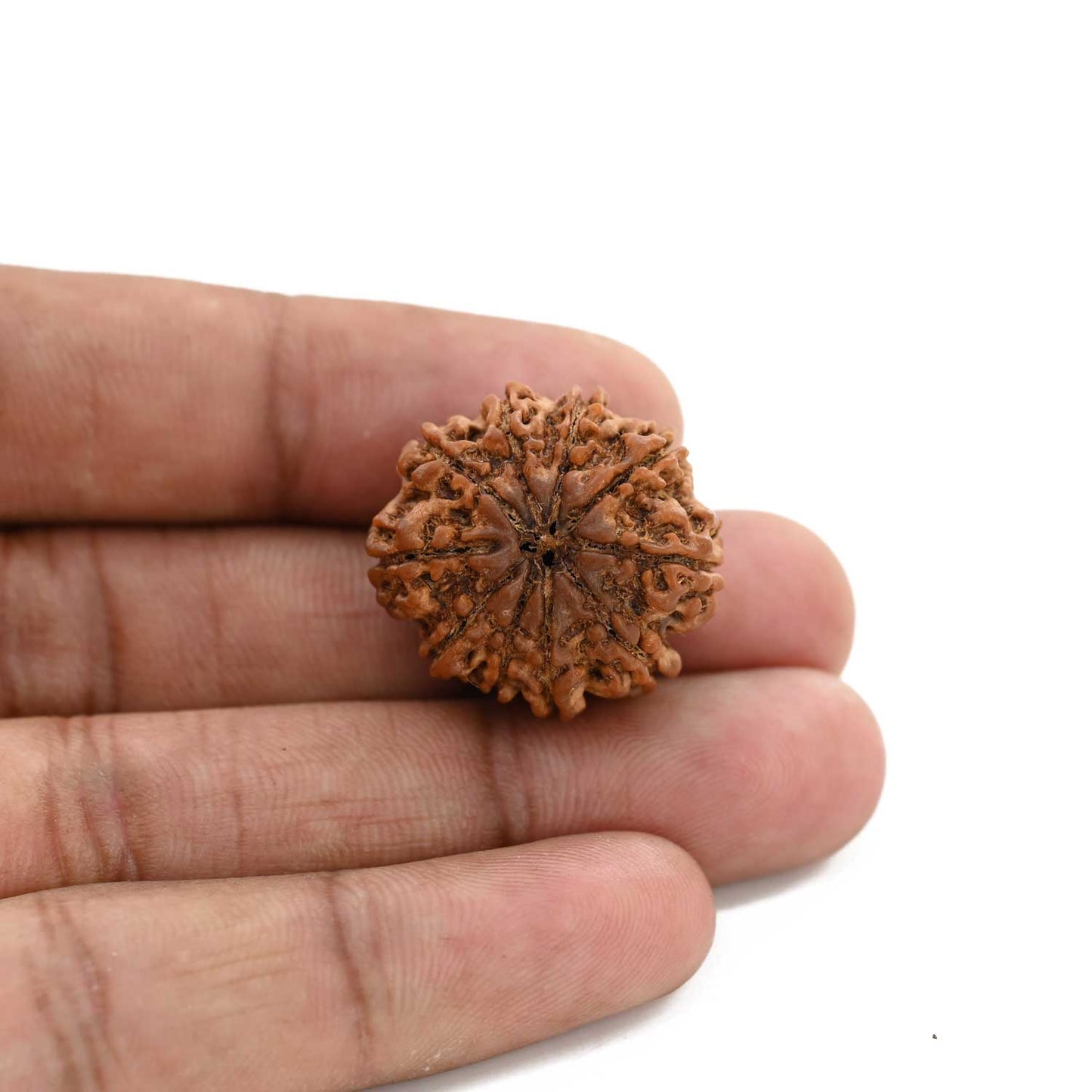 10 Mukhi Rudraksha (Nepal) 24.61 M.M.