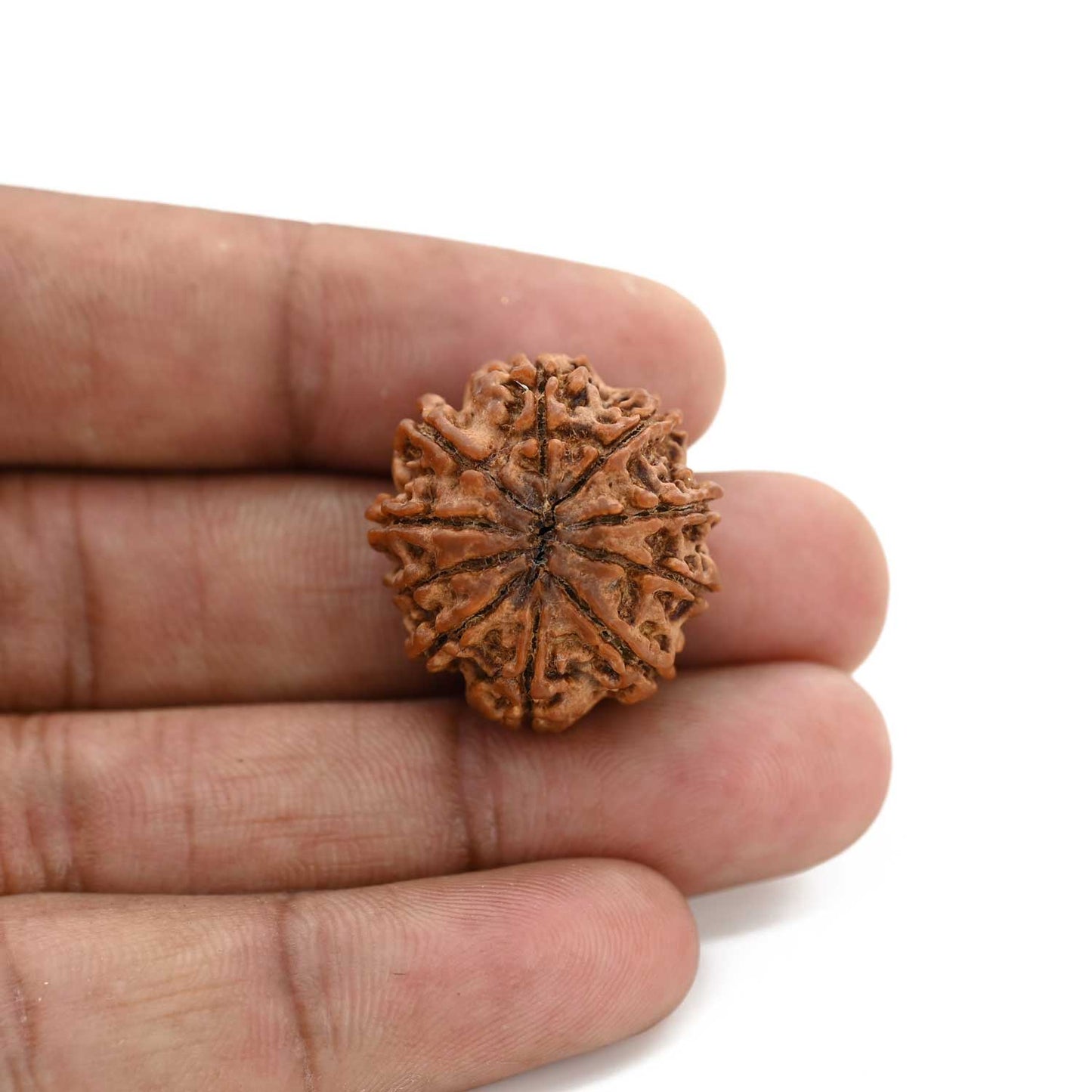 10 Mukhi Rudraksha (Nepal) 24.61 M.M.